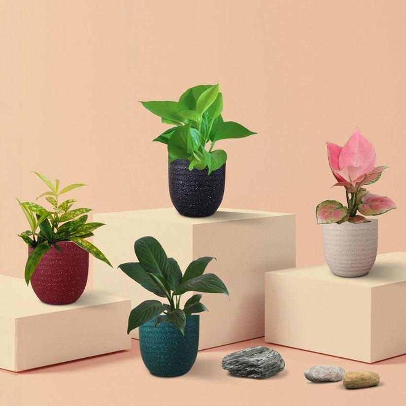 Greenkin Easy Care Air Purifying Live Plants - Set Of Four media 3