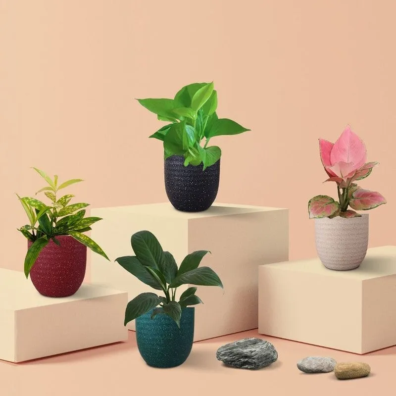 Greenkin Easy Care Air Purifying Live Plants - Set Of Four media 3