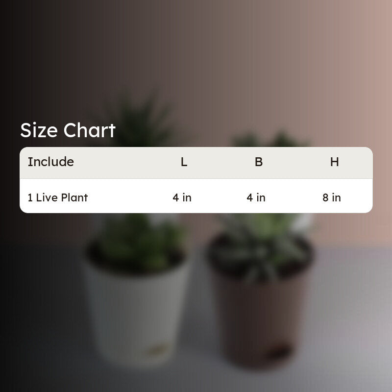 Ugaoo Succulent Plants Live With Pot - Set Of Four media 7