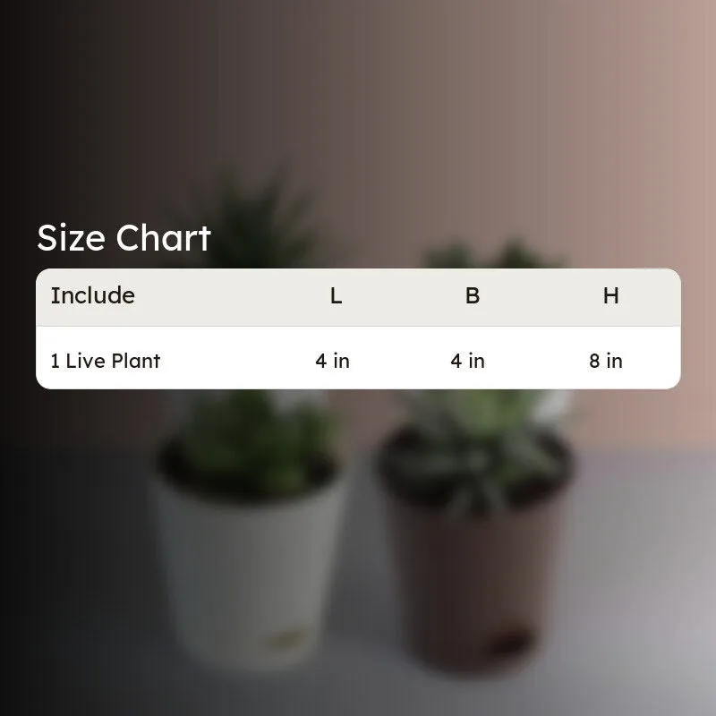 Ugaoo Succulent Plants Live With Pot - Set Of Four media 7