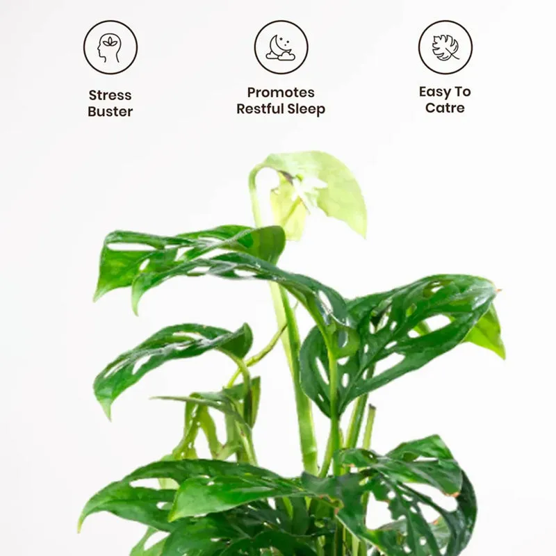 Kyari Philodendron/Broken Heart Plant With Self Watering Pot (Ivory) - 18 cm media 4