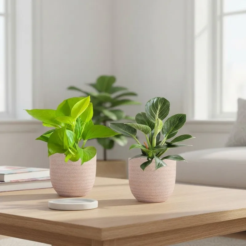Greenkin Birkin & Golden Pothos Live Plants (Ivory) - Set Of Two media 1