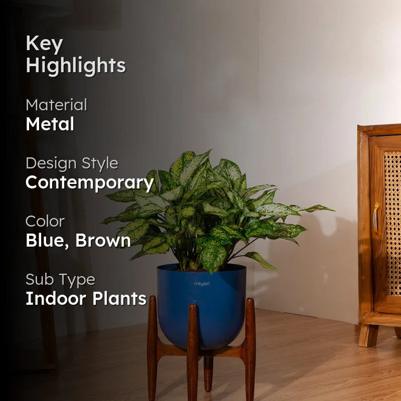 Kyari Agalonema Snow White Plant With Metal Self Watering Pot (Blue) - 1.6 Feet media 2