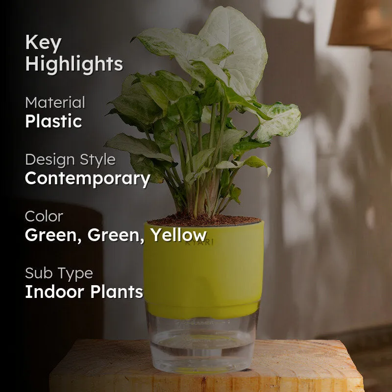 Kyari Syngonium Pixie Plant With Self Watering Pot (Yellow) - 18 cm media 2