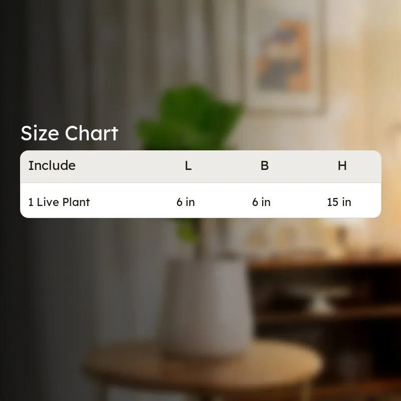 Kyari Fiddle Fig Plant With Metal Self Watering Pot - Beige media 8