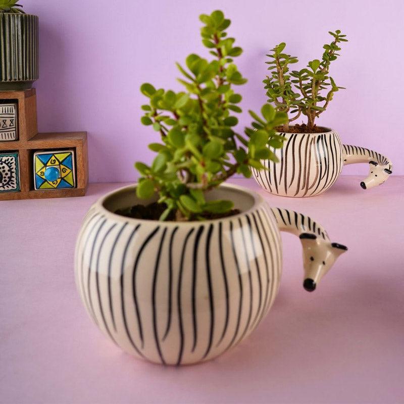 Zebra Zola Planter media 4