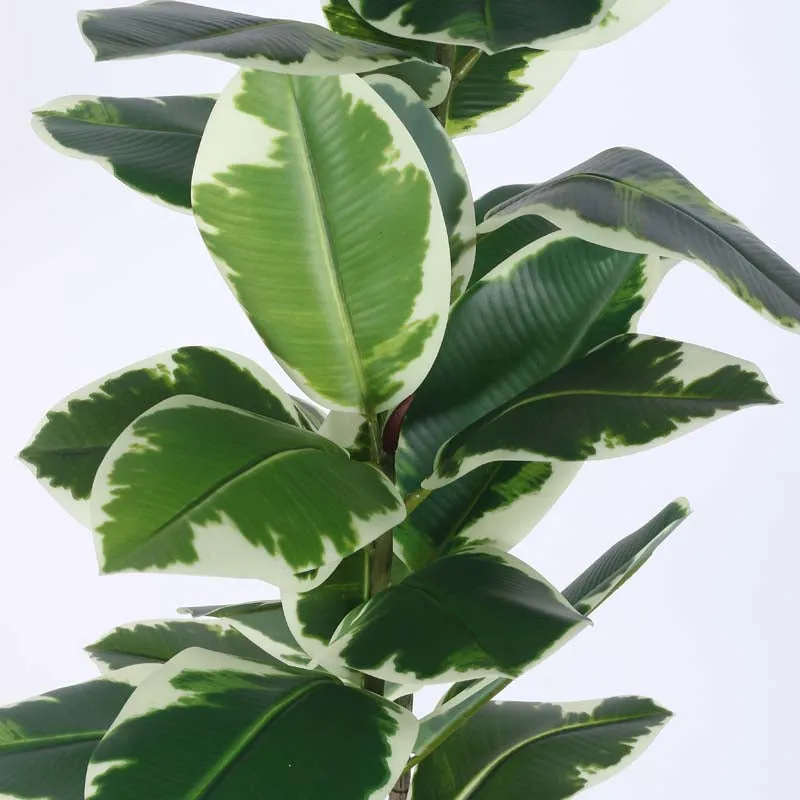 Faux Lush Variegated Rubber Plant With Black Plastic Pot - 4 Feet media 5