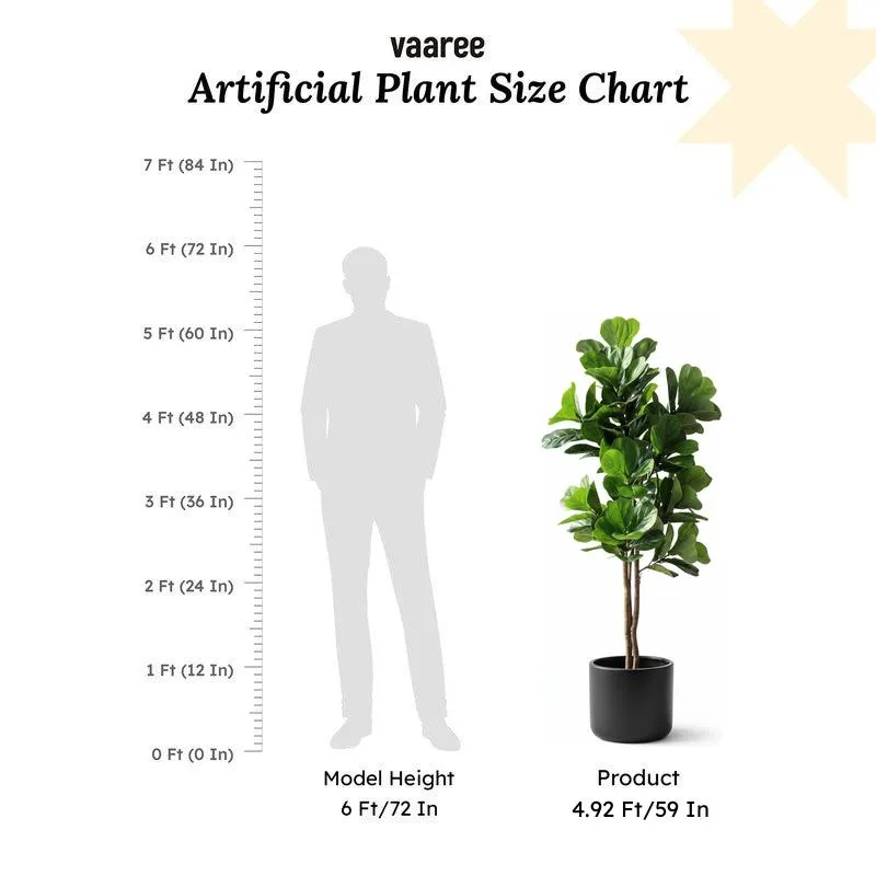 Verdelle Fiddle Fig Plant With Black Plastic Pot - 4.9 ft media 6