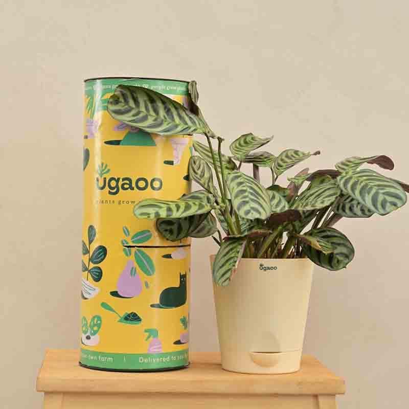 Live Plants