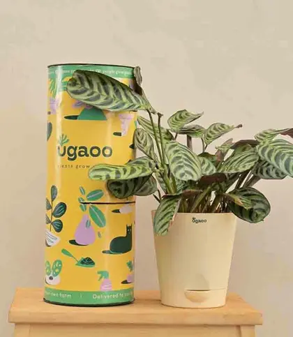 Live Plants