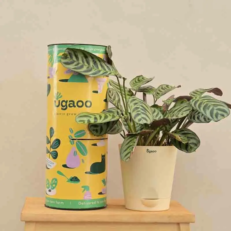Ugaoo Calathea Burle Marxii Plant media 1
