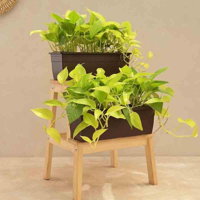 Live Plants