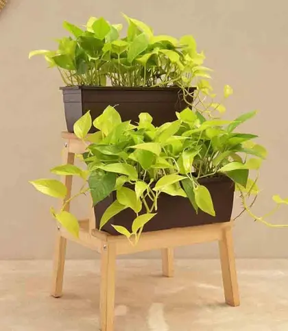 Live Plants