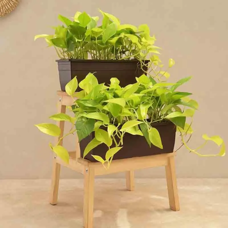 Ugaoo Money Plant Golden Plant - Set of 2 media 1