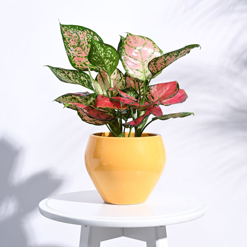 Ugaoo Apple Yellow Ceramic Pot- Medium media 3