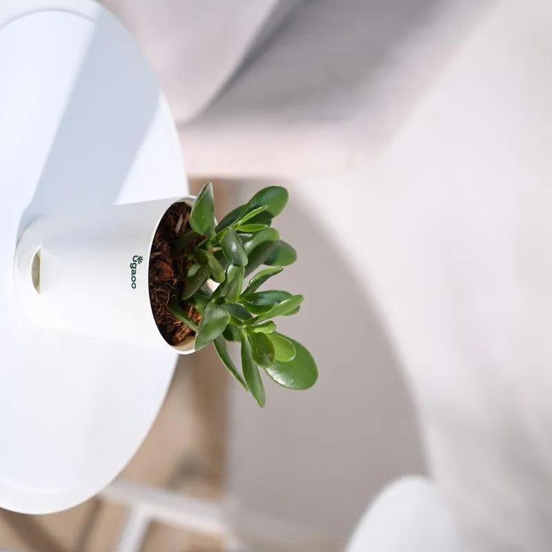 Ugaoo Crassula Ovata Plant media 6