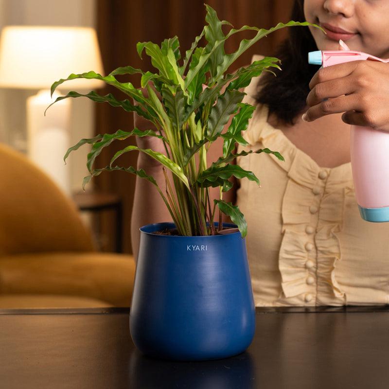 Kyari Calathea Rufibarba With Metal Self Watering Pot - Blue media 4
