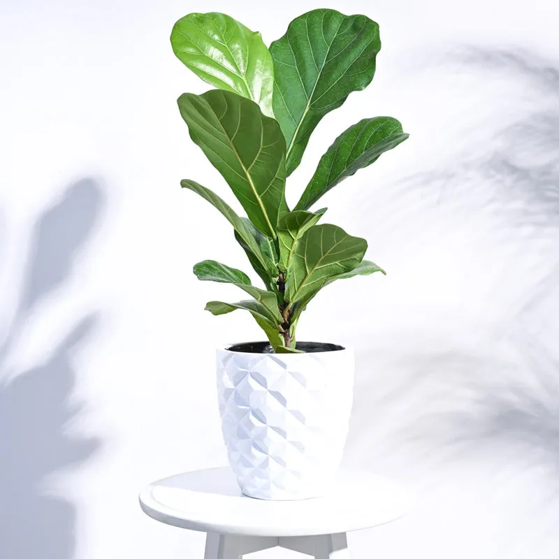UGAOO Planter Heraldry Vase Taper Round - White media 3