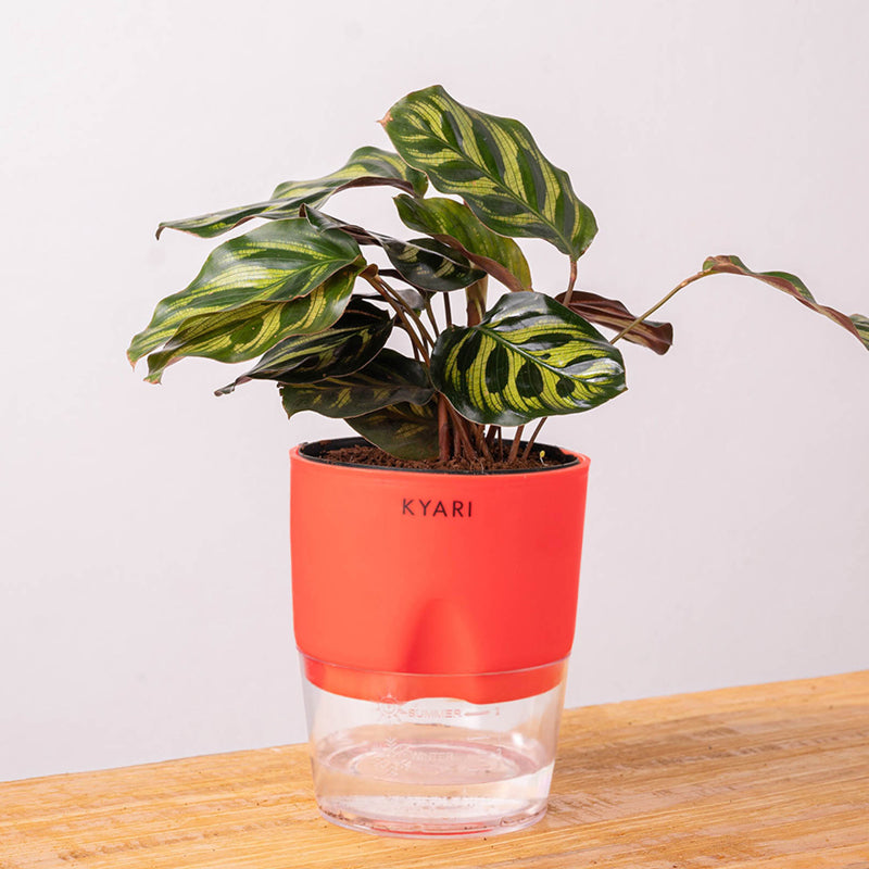 Kyari Peacock Plant With Self Watering Pot - Red media 6