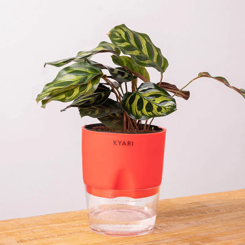 Kyari Peacock Plant With Self Watering Pot - Red media 6