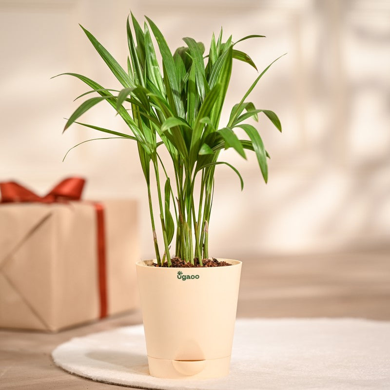 Ugaoo Areca Palm Live Plant media 3