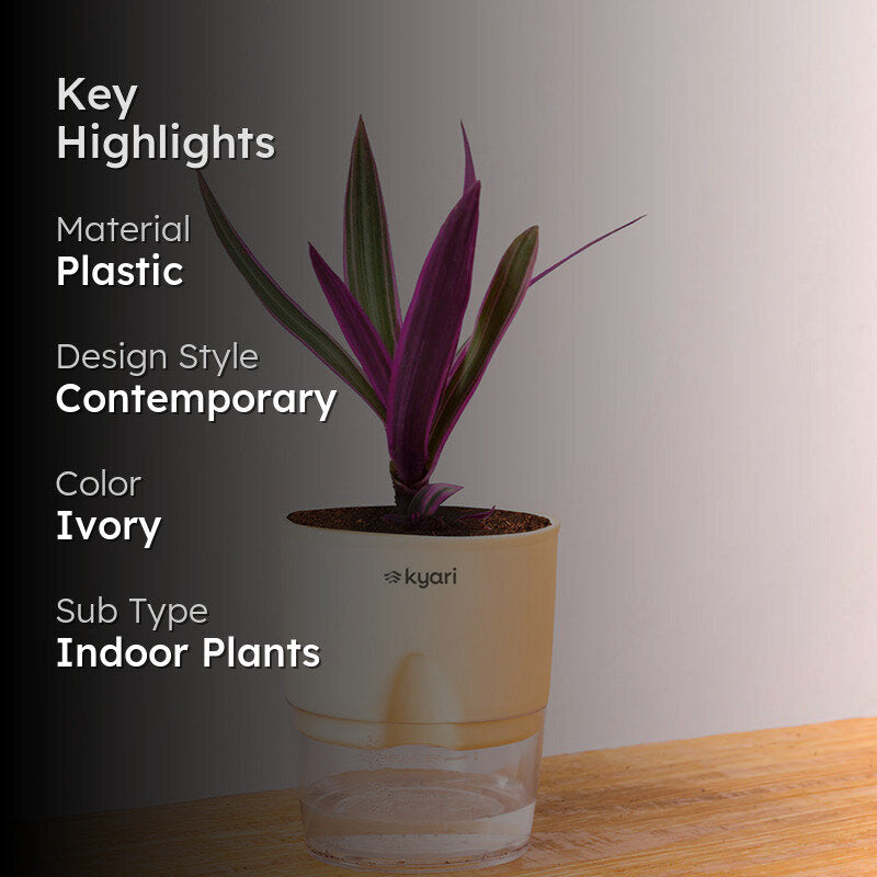 Kyari Rhoeo tricolor With Self Watering Pot - Ivory media 2