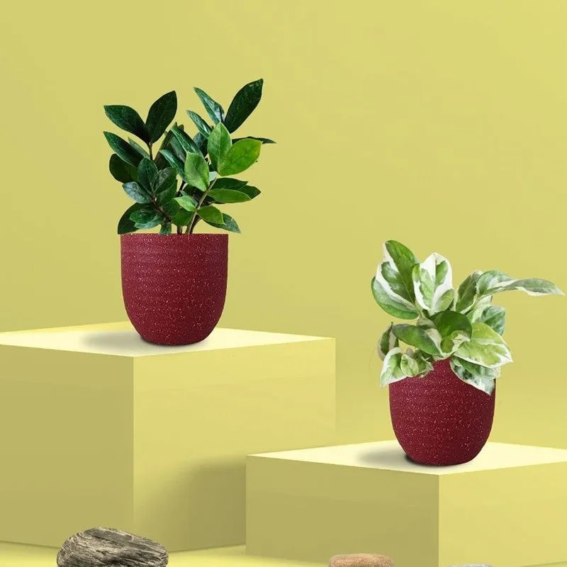 Greenkin ZZ & Njoy Live Plants (Red) - Set Of Two media 3
