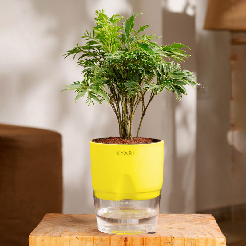 Kyari Aralia Plant With Self Watering Pot (Yellow) - 18 cm