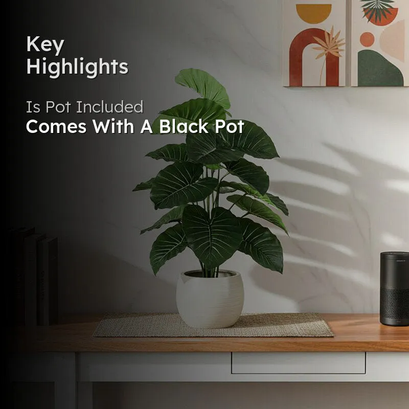 Faux Tropica Rubber Plant With Black Plastic Pot - 2.13 ft media 2