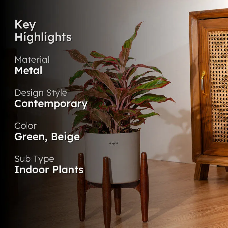 Kyari Agalonema Lipstick Plant With Metal Self Watering Pot (Beige) - 1.6 ft media 2