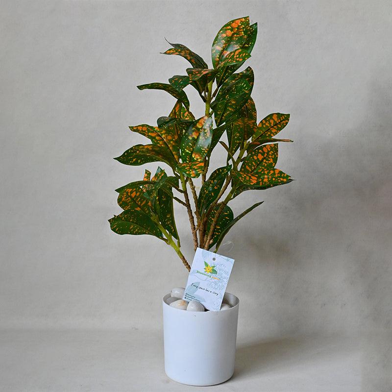 Faux Everlasting Dracaena surculosa Plant With Pot - 46 cm media 3