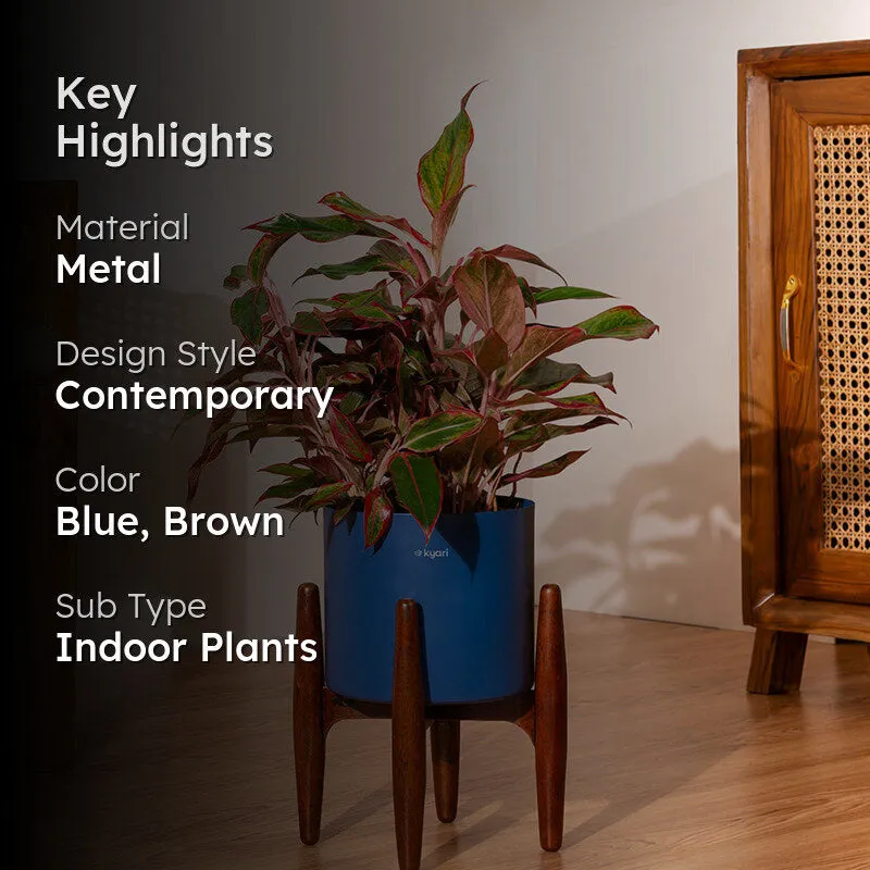 Kyari Agalonema Lipstick Plant With Metal Self Watering Pot (Blue) - 1. 6 Feet media 2