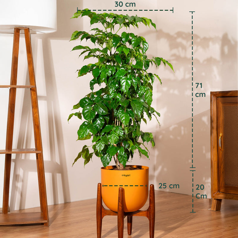 Kyari China Doll Plant With Metal Self Watering Pot (Orange) - 3 Feet media 5