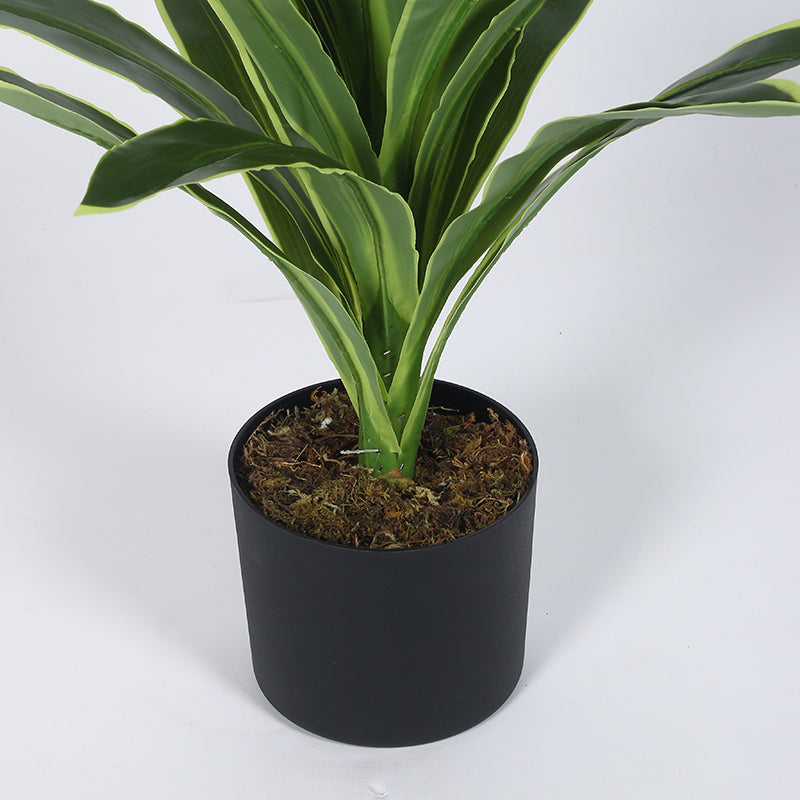 Danae Artificial Dracaena Plant With Black Plastic Pot - 2.8 Feet media 5