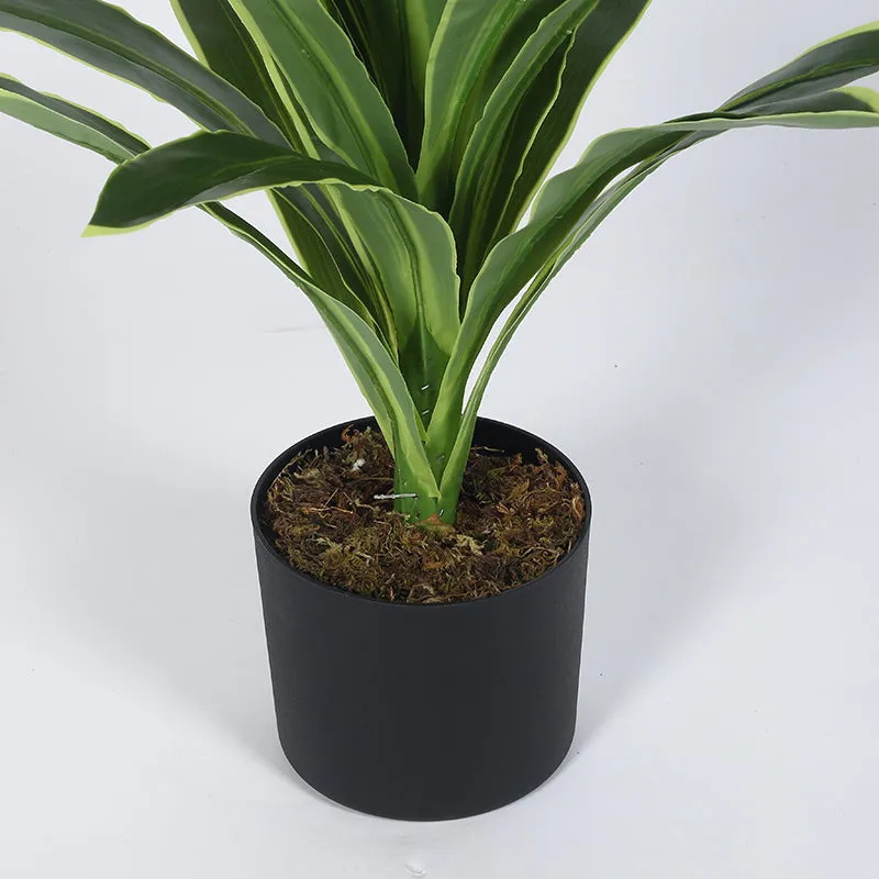 Danae Artificial Dracaena Plant With Black Plastic Pot - 2.8 Feet media 5