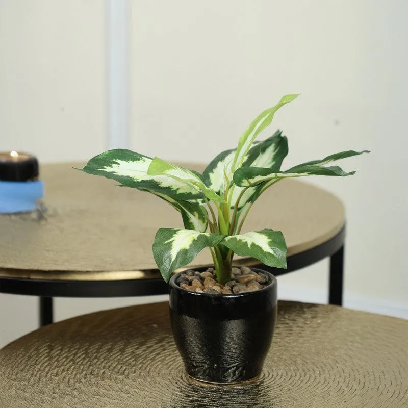 Artificial White Dieffenbachia Bonsai Plant With Ceramic Pot - 0.7 Feet media 1