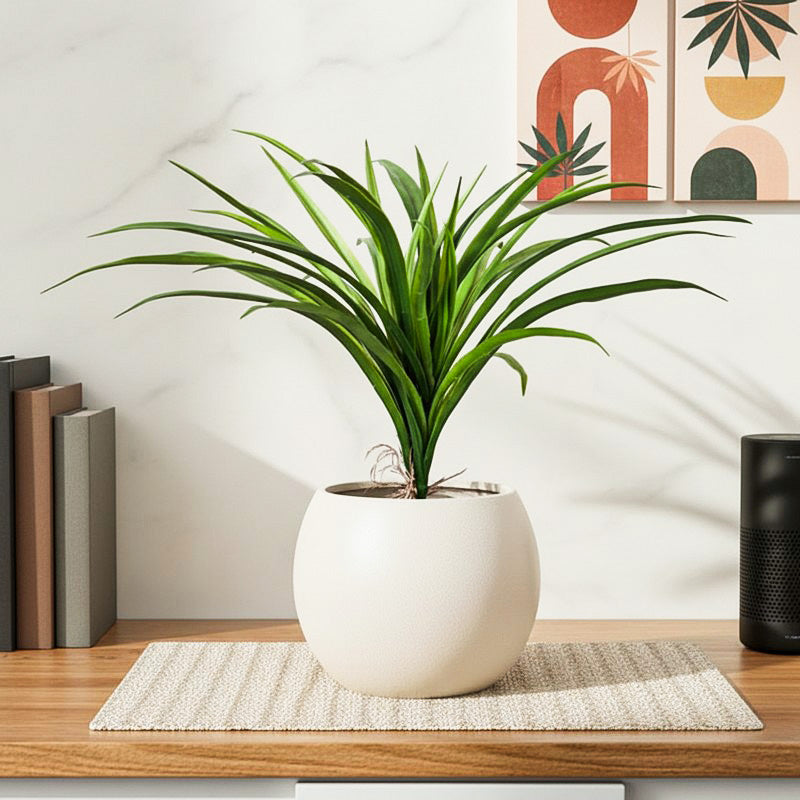 Artificial Dracaena Plant With Black Plastic Pot - 1 Feet