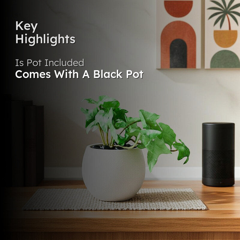 Ivella Artificial Mini Ivy Plant With Basic Black Plastic Pot (Light Green) - 14 cm media 2