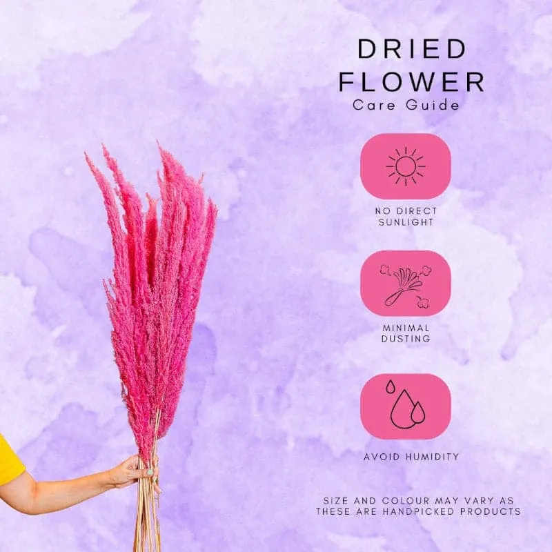 Naturally Dried Pampas Flower Bunch (Dark Pink) - Set Of Ten media 4