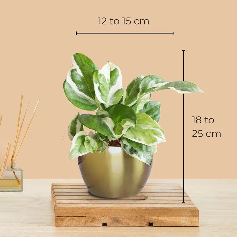 Greenkin Money Plant Njoy Live Plant media 7