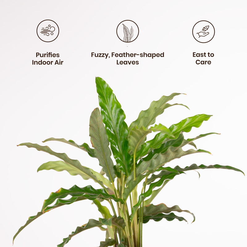 Kyari Calathea Rufibarba With Metal Self Watering Pot - Yellow media 3