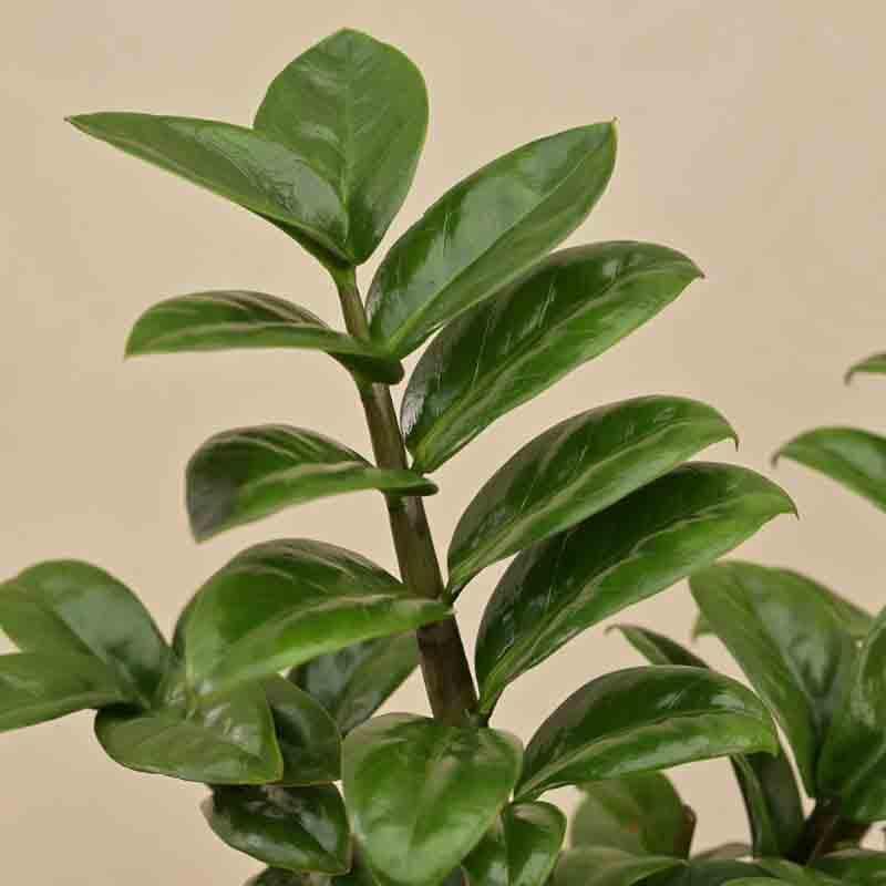 Ugaoo Dwarf ZZ Plant media 3