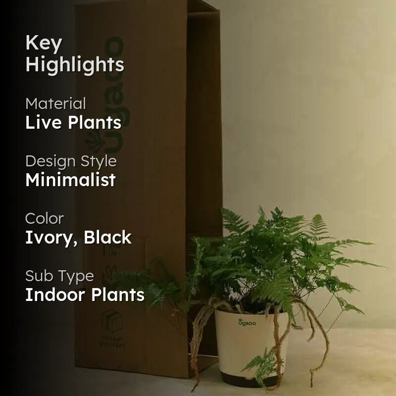 Ugaoo Rabbit's Foot Fern Plant media 2