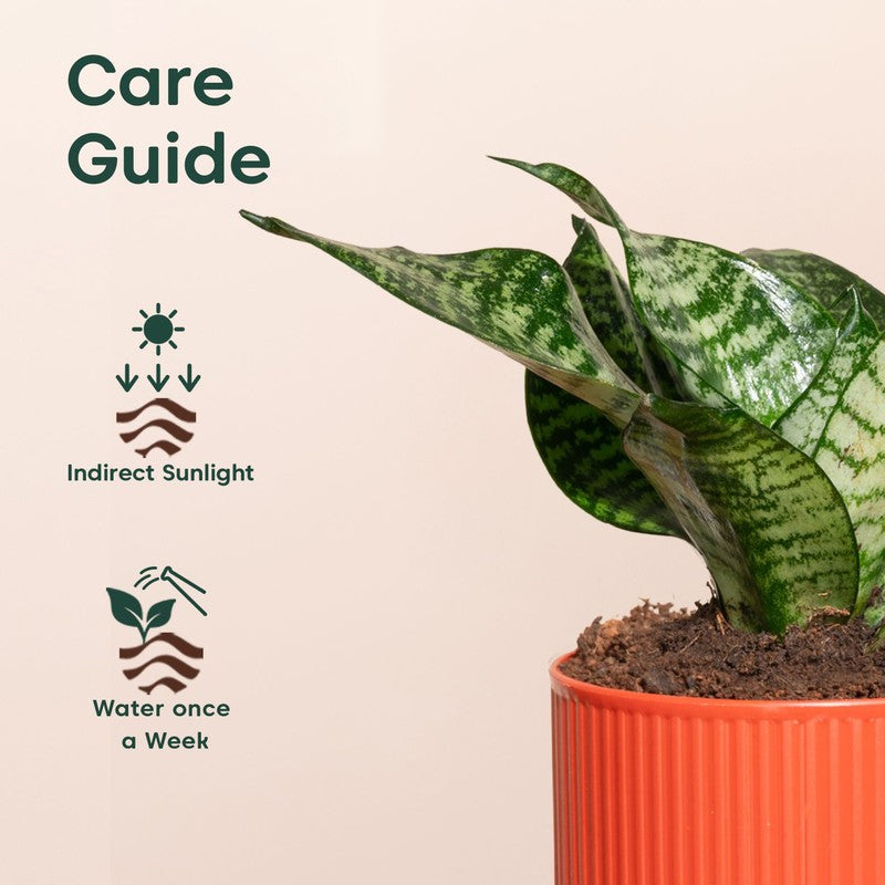 Kyari Snake Plant with Self Watering Pot - Red media 5
