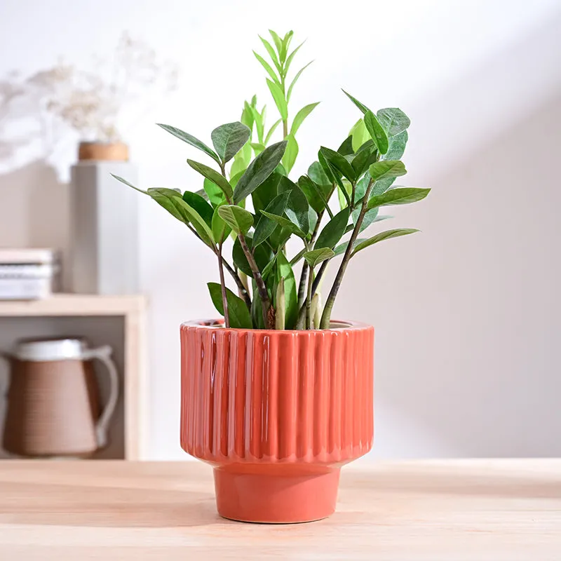 Ugaoo Classic Stria Ceramic Planter - Coral media 2