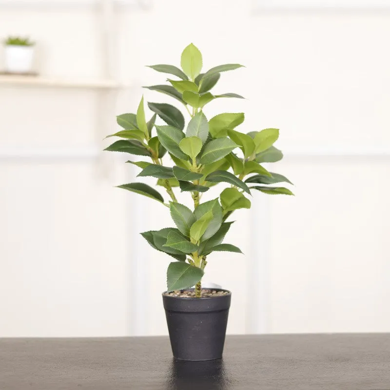 Artificial Green Leaf Plant With Black Fiber Pot - 1.3 Feet media 3