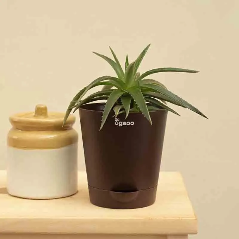 Ugaoo Aloe Vera Green Mini Plant media 3