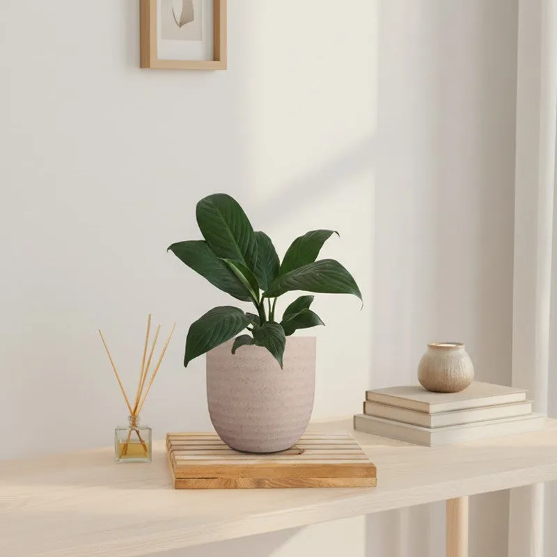 Greenkin Peace Lily Live Plant - Ivory media 1