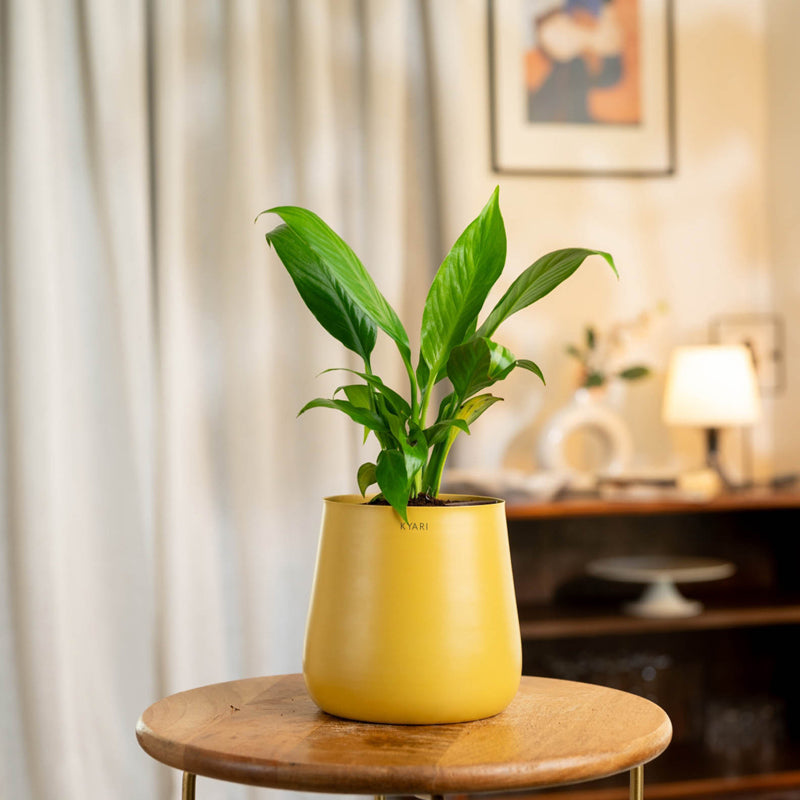 Metal