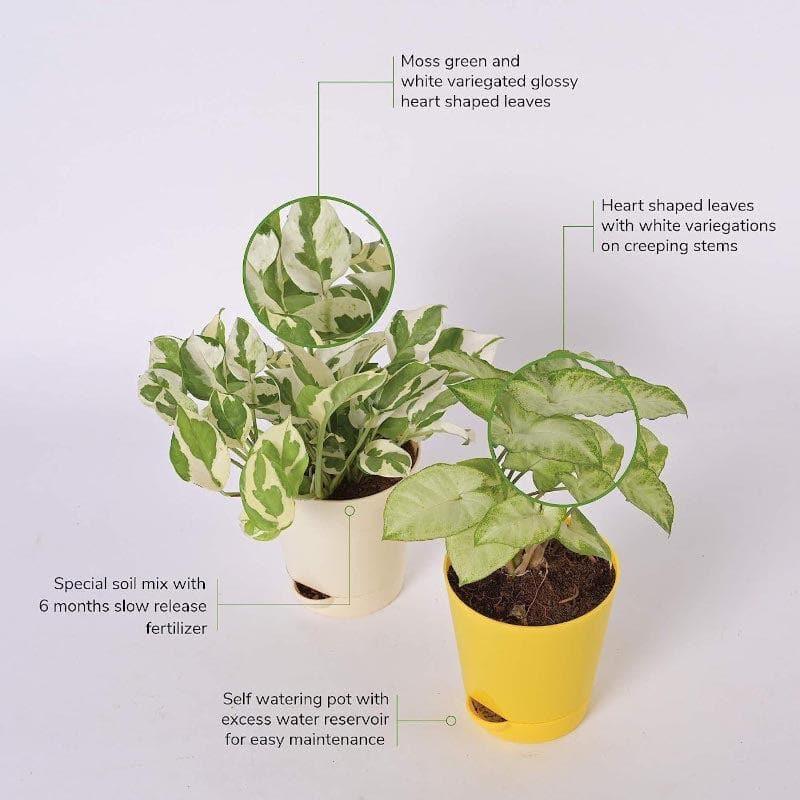 Ugaoo Money, Syngonium Mini Indoor Plants With Pot - Set Of Two media 4